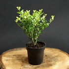 20 Stück Kleinlaubige Japan Hülse Green Hedge, Ilex crenata Heckenpflanze