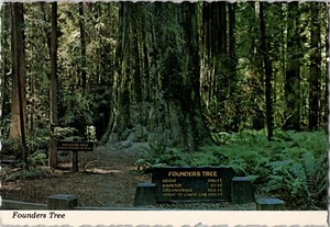 Cartolina d'epoca Albero dei Fondatori Sequoia Gigante Bosco 1975 Humboldt Ca - Foto 1 di 2