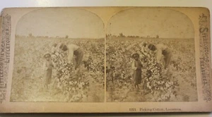 Algodón de recolección Stereoview 1221 en Louisiana - Imagen 1 de 4