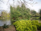 Photo 6x4 Trees and a lake in the spring sunshine. Hammersmith/TQ2279 Vi c2009