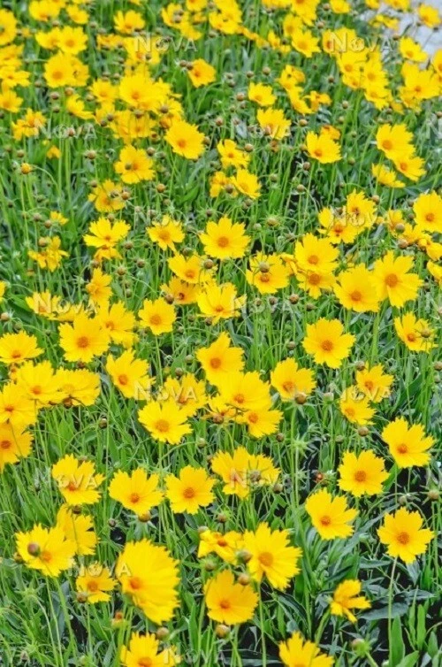 MAYFIELD GIANT FLOWERS 1000 SEEDS COREOPSIS MASSES OF LARGE BLOOMS - Image 1 of 1