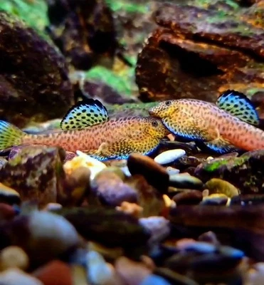 💎RARE LIMITED💎"Apollo" Spotted Algae Eater L Size💎 Blue Diamond Loach💎 - Image 1 of 4
