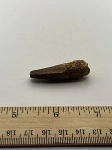 Spinosaurus 1.5” TOOTH  Teeth Dinosaur Fossil before T Rex Cretaceous C39 - Picture 1 of 5