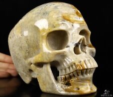 Lifesized 6.9" Coral Fossil Carved Crystal Skull,Super Realistic, Healing