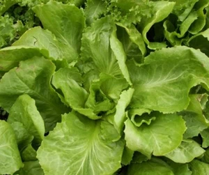 Endive, Broad leaf Batavian Fresh Hand-Packaged Seeds - NON -GMO - Picture 1 of 4