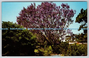 R743788 The Jacaranda Tree Ward Beckett Mirro Krome H S Crocker Co San Francisco - Picture 1 of 4
