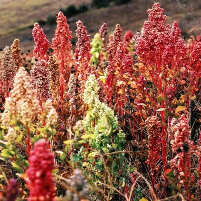 SEEDVILLE USA 100 Organic BRILLIANT RAINBOW QUINOA Mix Mixed Colors Chenopodium Grain Greens V