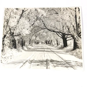 Original photograph Landscape Winter Snow Road through Tree Tunnel Phillips #2 - Picture 1 of 4