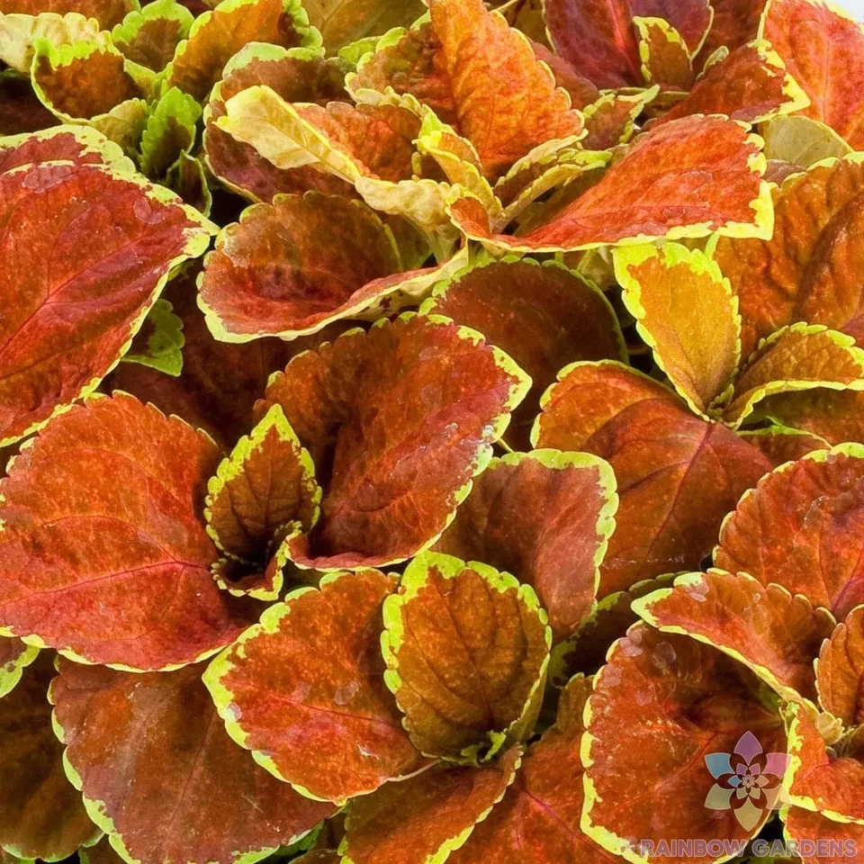 25 + 球道橙色 Coleus 种子用于花园种植 - 美国 - 免费送货! — 第 1/1 张图片