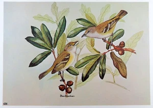Rex Brasher Bird Print, White Eyed Vireo on Laurel Oak branch, 16x12 in. - Picture 1 of 3