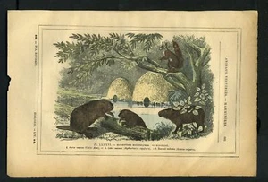 CASTOR, CABIAI, ECUREUIL ROUX Gravure de 1887 - Imagen 1 de 1