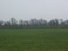 Photo 6X4 Avenue Of Trees, Nostlett Field, Near Bolton Percy This Avenue  C2007