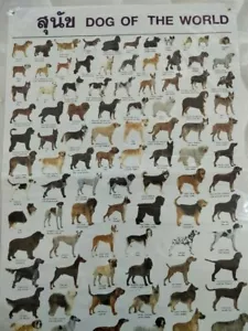1 X DOG of THE WORLD Poster Thai - English Learning Post Chart Learning Skills - Bild 1 von 6