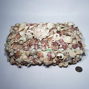 Muschel Muschel bedeckt dekorativ handgefertigt scharniert 11x8x5 Box Schmuck - Bild 1 von 10