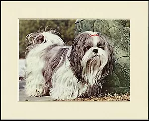 SHIH TZU LOVELY DOG PRINT MOUNTED READY TO FRAME - Foto 1 di 1