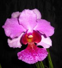 Orquídea dendrobium