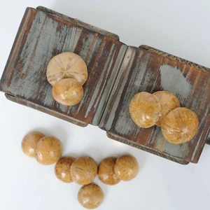 1 versteinerter kleiner Seekeks Eigel Sand Dollar Jurass Alter Klasse A Fossil - Bild 1 von 7
