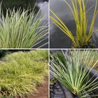3 x Pond Plants in Pots 1L Marginal Sweet Flag Grass Variegated Aquatic Water