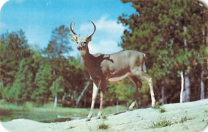 Ciervo Buck con astas alerta de pie cerca de un lago, postal vintage - Imagen 1 de 2