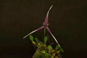 Bulbophyllum woelfliae orchidea - Zdjęcie 1 z 3