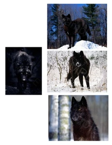 Hierro en transferencia Black Wolf - Imagen 1 de 21