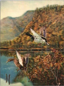 Vintage Lenticular 3D Postcard Kangaroo Family Baby in Pouch Hills in Background - Picture 1 of 3