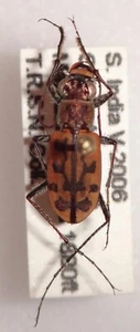 TOP RARITY Cicindela cancellata S. India #103 Cosmodela Mantichora Tiger Beetle - Picture 1 of 2