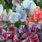 Streamer Mix Sweet Pea Seeds | Non-GMO | Free Shipping | Seed Store | 1210