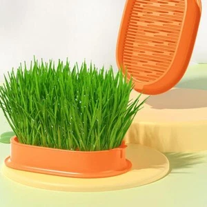 Cat Grass Planting Box Plant Growing Kit Hydroponic Soil-Free Cat Grass - Picture 1 of 11