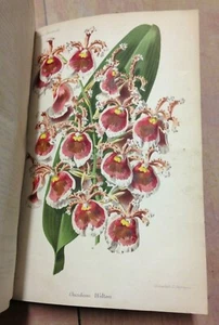REVUE HORTICOLE ANNEE 1881 - 9 PLANCHES COULEUR FLEURS COMPLET - Picture 1 of 7