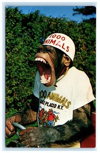 Peppy Chimp 1000 Animales Esterlina Alaska Piel Juego Lake Placid NY Adirondacks E2 - Imagen 1 de 2
