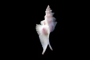 tatskieshells -pterynotus alatus - Picture 1 of 3