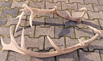 Kapitales Hirschgeweih Rotwild Paar, gerade Abwurfstangen 16 Ender - Bild 1 von 4