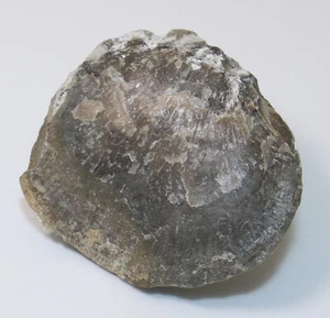 Brachiopode, Desquamatia sp., Devon, Eifel, Nimsbach, Deutschland -x260 - Picture 1 of 6