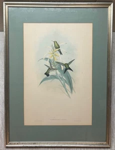 Antique JOHN GOULD 'Chlorostilbon Caniveti' EMERALD Green HUMMINGBIRD Lithograph - Picture 1 of 13