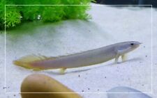 Dinosaur Bichir- Fresh Water Fish- Exotic
