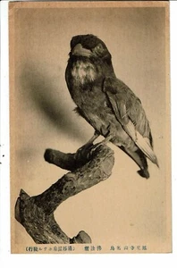 CPA-Carte Postale -Japon - un oiseau   VM32047 - Picture 1 of 2