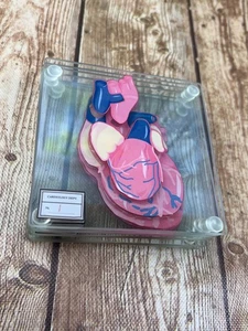 Anatomisches Modell des menschlichen Herzens Kardiologie Abteilung Untersetzer Set - Bild 1 von 11