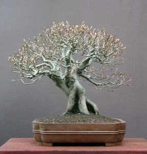 5 X Süntel-Buche Fagus sylvatica Pre Bonsai Baum DE - Bild 1 von 12