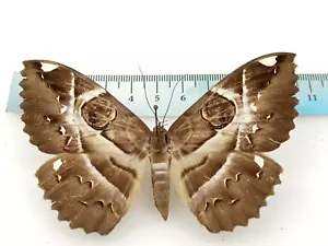 EREBUS EPHESPERIS, EREBIDAE FAMILY FROM VIETNAM 9-10 CM, A1/A1-, - Picture 1 of 5