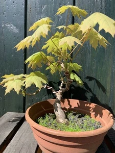 Pre Bonsai Outdoor, Ahorn, aus Samen gezogen, ca 25cm groß, Stammansatz ca 2,5cm - Bild 1 von 2