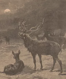 Incisione vittoriana 1800 gregge di cervi al chiaro di luna Buck protegge cervo - 8,75 x 7,25 - Foto 1 di 5