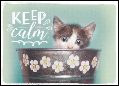 Greeting Card - Cat Kitten - Encouragement 0960 - Image 1 of 2