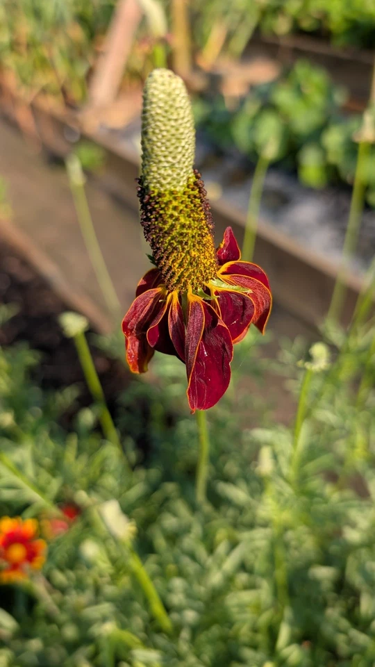 SEED-Mexican Hat Wild Flower, Coneflower Ratibida columnifera Native Perennial - Image 1 of 3