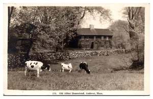 RPPC Old Abbot Homestead, Kühe grasen, Andover, Massachusetts - Bild 1 von 2