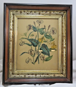 Antique Late 1800s European Period Framed Botanical Print 13 5/8" x 11 5/8" - Picture 1 of 5