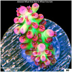 077 AquaSD Live Corals/Frags - Blossom Breeze Acropora - Aqua SD