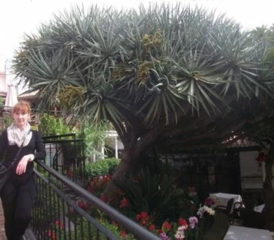 Yucca Torrey Palmlilie winterharte Palmen Pflanzen für den Garten frosthart Deko - Bild 1 von 2