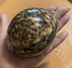 Large Natural Polished Tiger Cowrie Seashell Rare Real Aquarium Decor 3.5" In - Picture 1 of 2