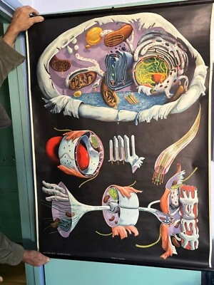 Gráfico desplegable The Cell School Gráfico, Rudolf Weber Ullrich, Alemania Lienzo original Foto 1 de 4